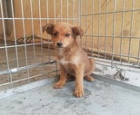 obrazek do artykułu: Pieski do adopcji