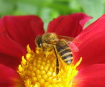 obrazek do artykułu: Dzień pszczoły w Śląskim Ogrodzie Botanicznym